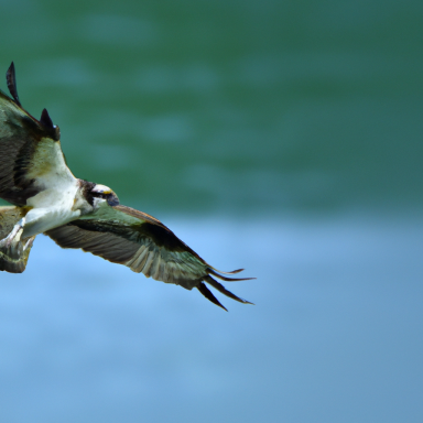 Osprey